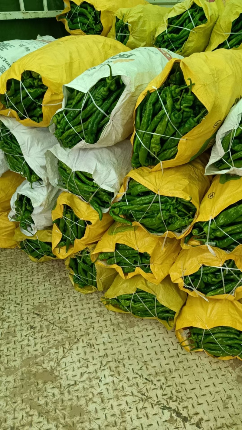 （热卖推荐）精品陇椒/螺丝椒/甘肃鲜辣椒/全国批发供应