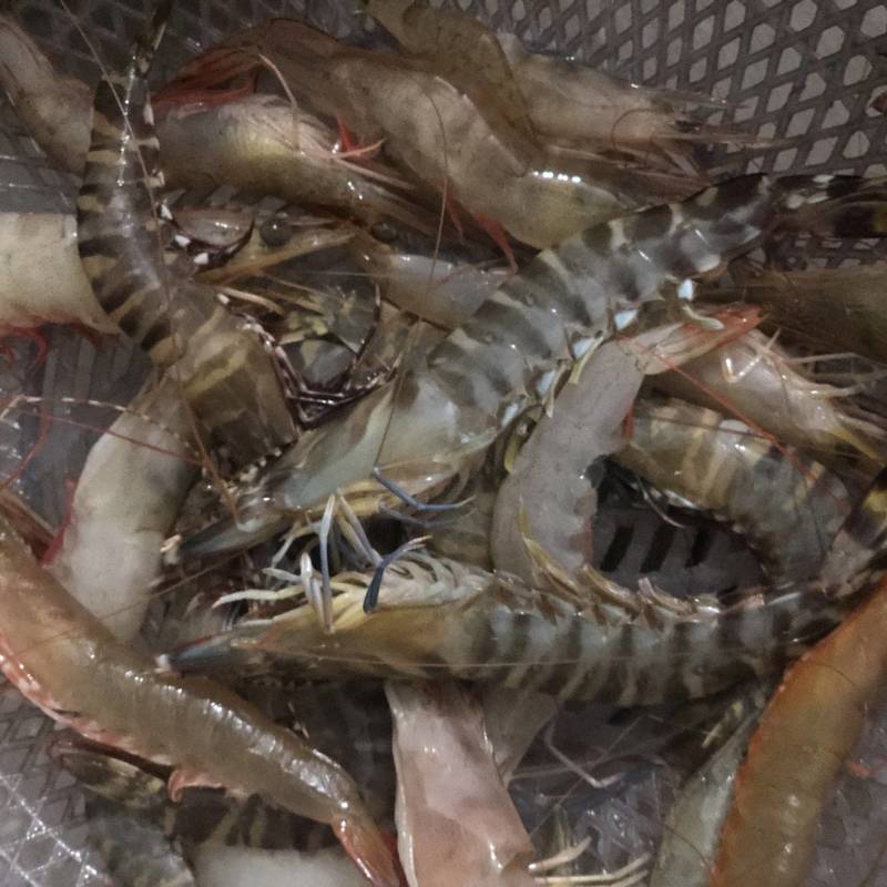 南美白对虾