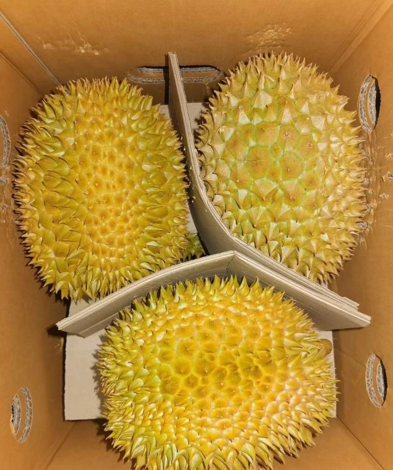 金枕榴莲一手批发价格，A果保5房，坏果包赔，货到付款