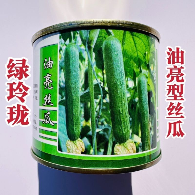绿玲珑油亮香丝瓜种子早熟种籽高产光滑短棒油绿丝瓜种子大棚