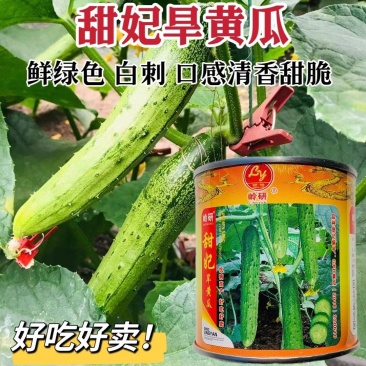 甜妃旱黄瓜种子优质杂交种早熟产量高耐贮运发芽率高水果黄瓜