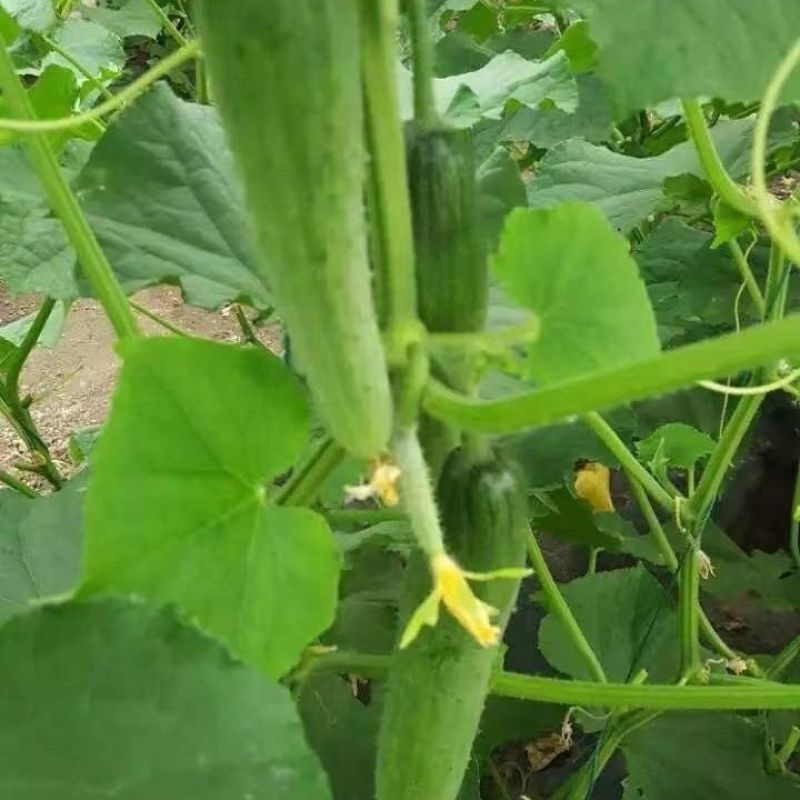 甜妃旱黄瓜种子优质杂交种早熟产量高耐贮运发芽率高水果黄瓜