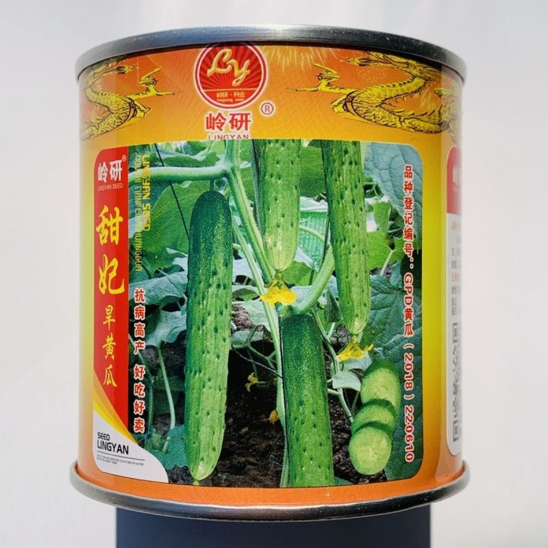甜妃旱黄瓜种子优质杂交种早熟产量高耐贮运发芽率高水果黄瓜