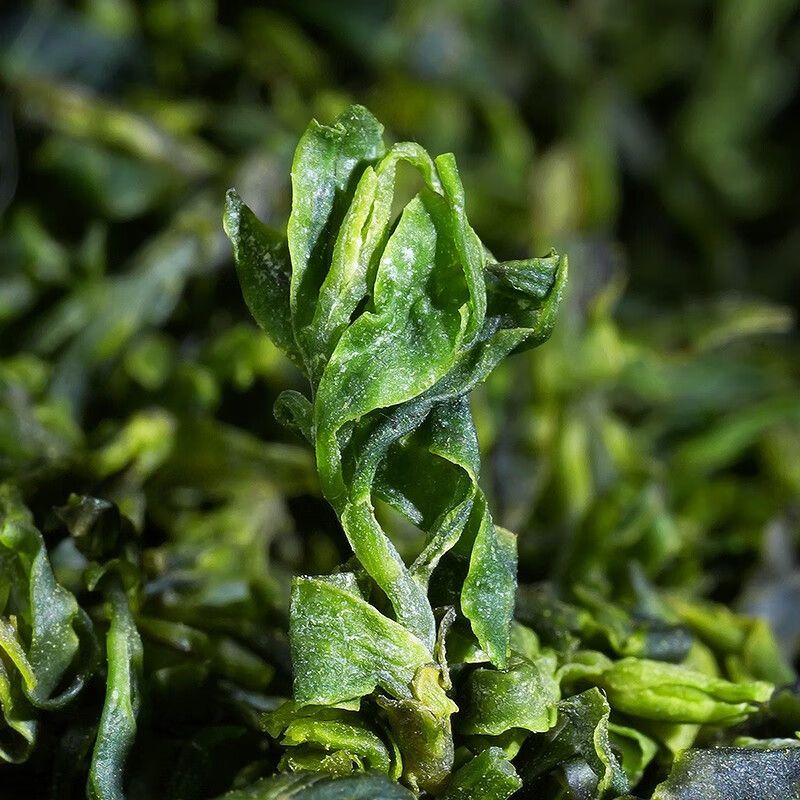 景福山小叶苦丁茶嫩芽青山绿水峨眉山茶叶新茶泡水花茶40