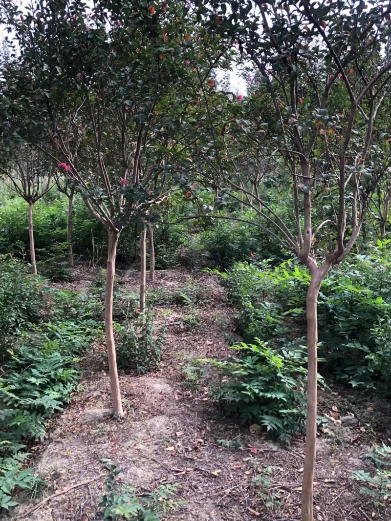紫薇，丛生紫薇3-4公分5公分6公分8公分紫薇