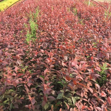 精紫叶矮樱优质紫叶矮樱