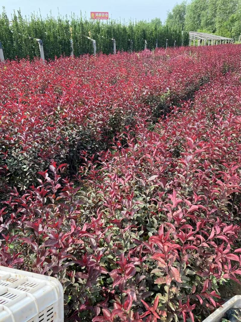 精紫叶矮樱优质紫叶矮樱