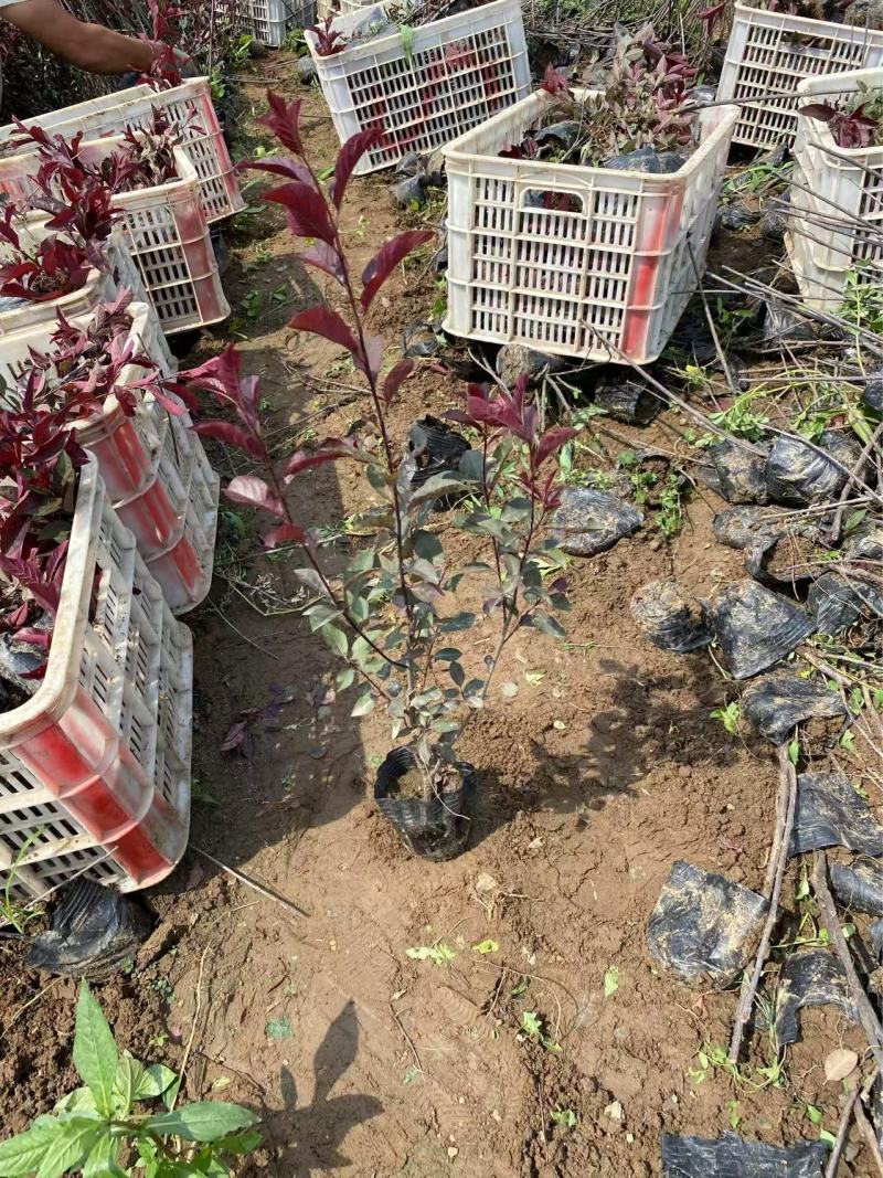 精紫叶矮樱优质紫叶矮樱