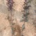 精紫叶矮樱优质紫叶矮樱
