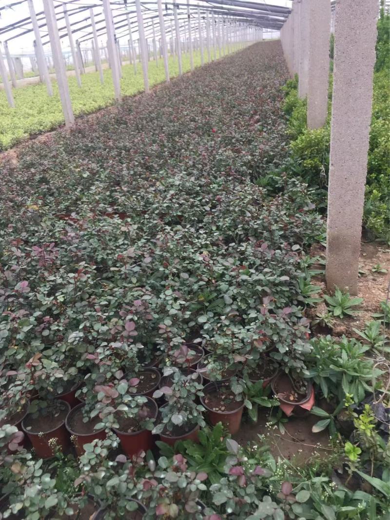 精品蔓海姆月季