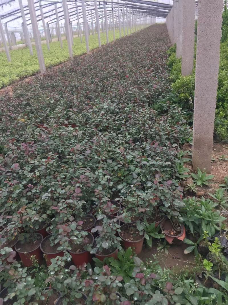 精品蔓海姆月季