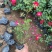 精品地被月季优质地被月季