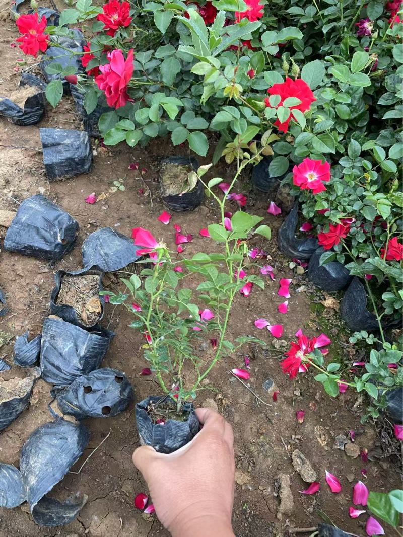 精品地被月季优质地被月季