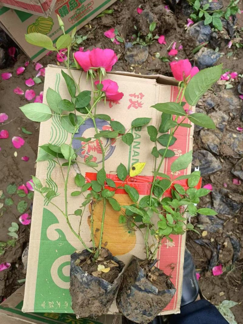 精品红帽月季优质红帽月季