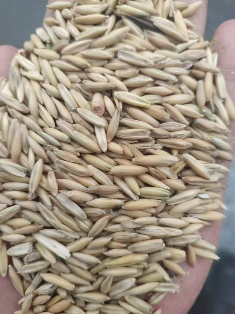 内蒙燕麦一手货源，货量充足质量保证，视频看货对接全国