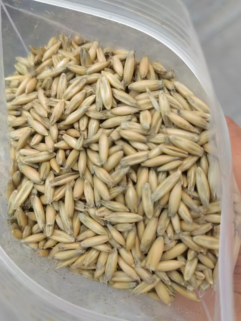 内蒙燕麦一手货源，货量充足质量保证，视频看货对接全国