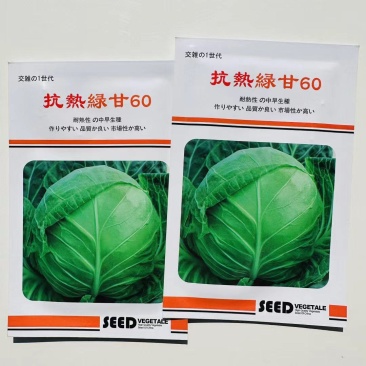 抗热绿甘60甘蓝种子耐热绿甘蓝包心菜圆白菜籽春夏秋播蔬菜