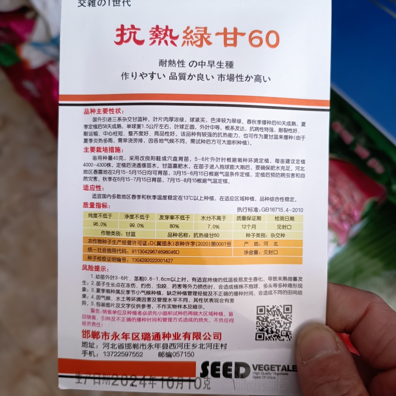 抗热绿甘60甘蓝种子耐热绿甘蓝包心菜圆白菜籽春夏秋播蔬菜