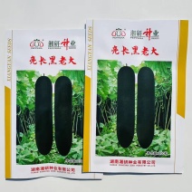 湘研亮长黑老大冬瓜种子特大高产黑皮冬瓜种籽大全铁心大