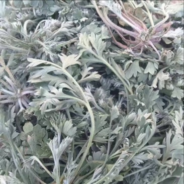 茵陈，批发茵陈，药厂药店**，常年供货，质量保证