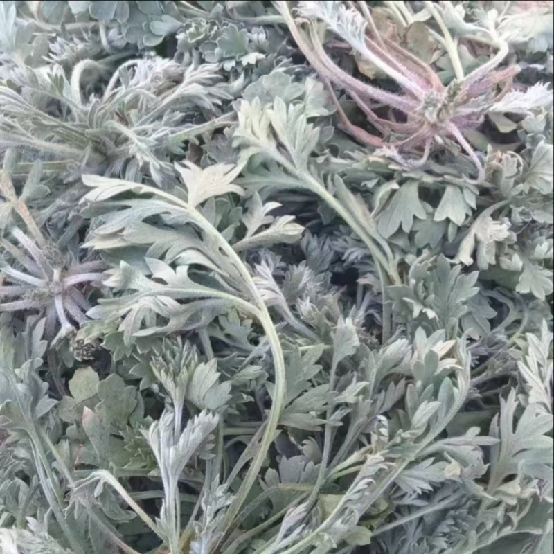 茵陈，批发茵陈，药厂药店**，常年供货，质量保证