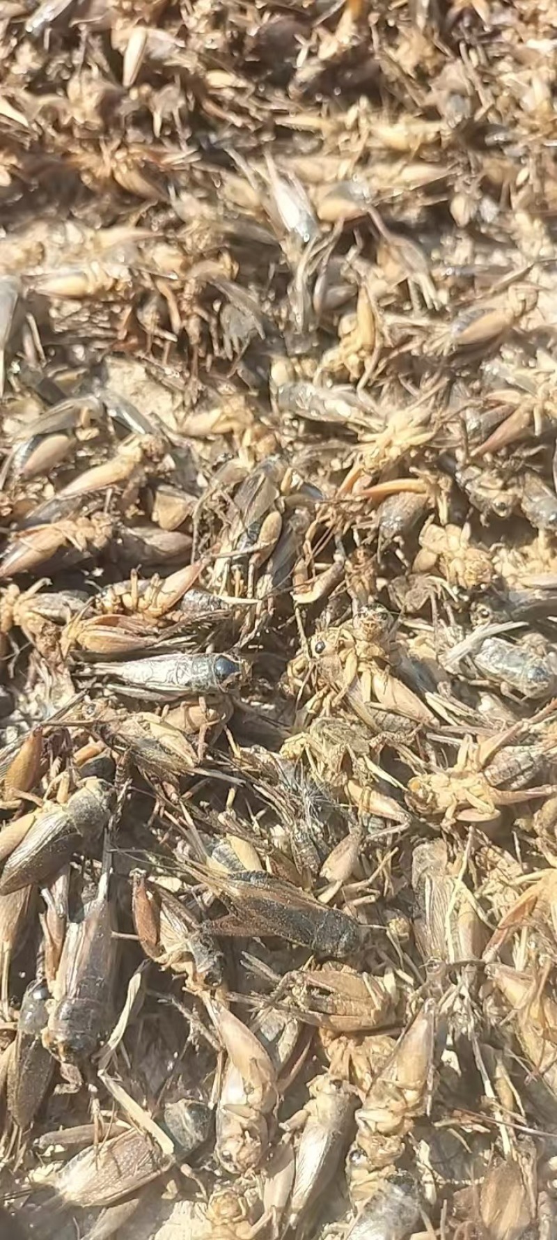 速冻蛐蛐，批发蟋蟀，干货蟋蟀，现货30吨，需要的联系