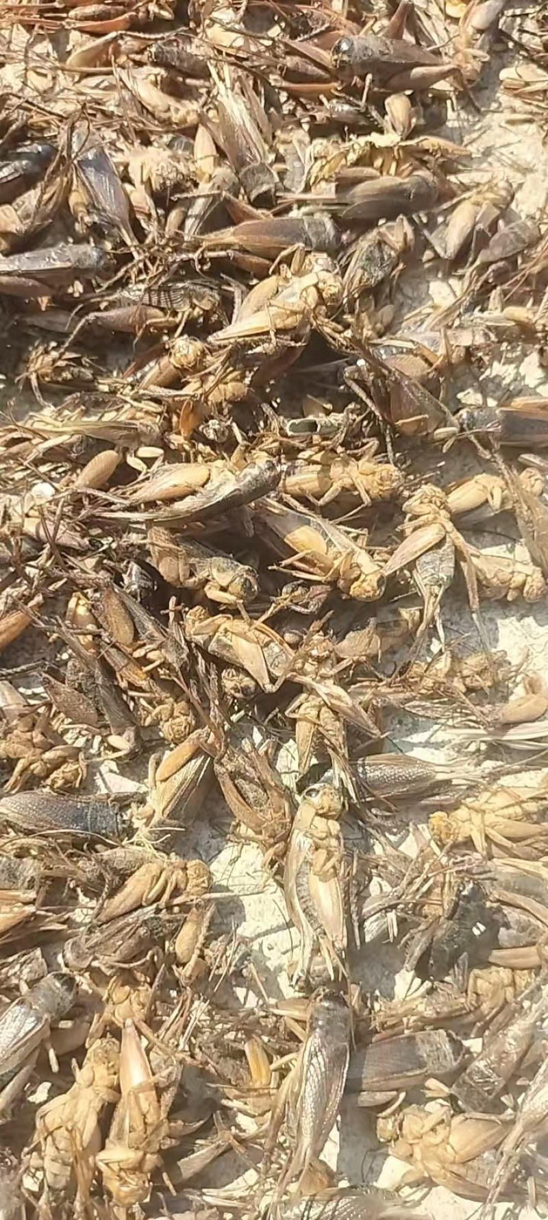 速冻蛐蛐，批发蟋蟀，干货蟋蟀，现货30吨，需要的联系