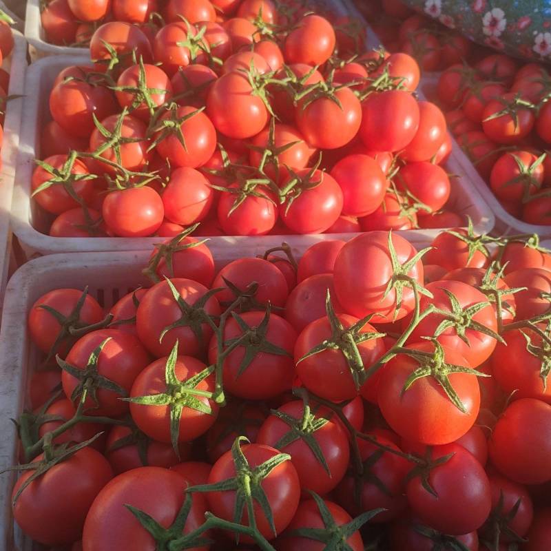 赤峰西红柿