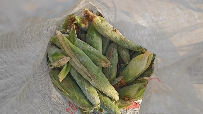 精品冻玉米/冷库货，质量有保证，大量有货/欢迎来电咨询