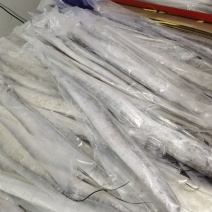 东海油带鱼小眼睛无圆骨精品无破肚批发零售