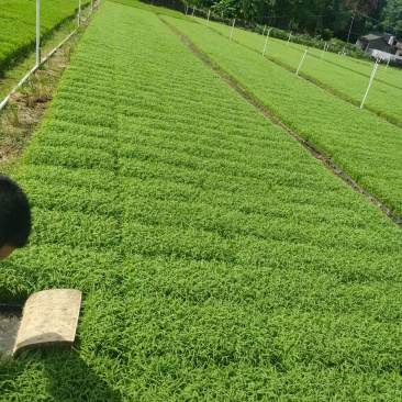 水稻秧苗广西水稻苗成活率高根系发达欢迎来电