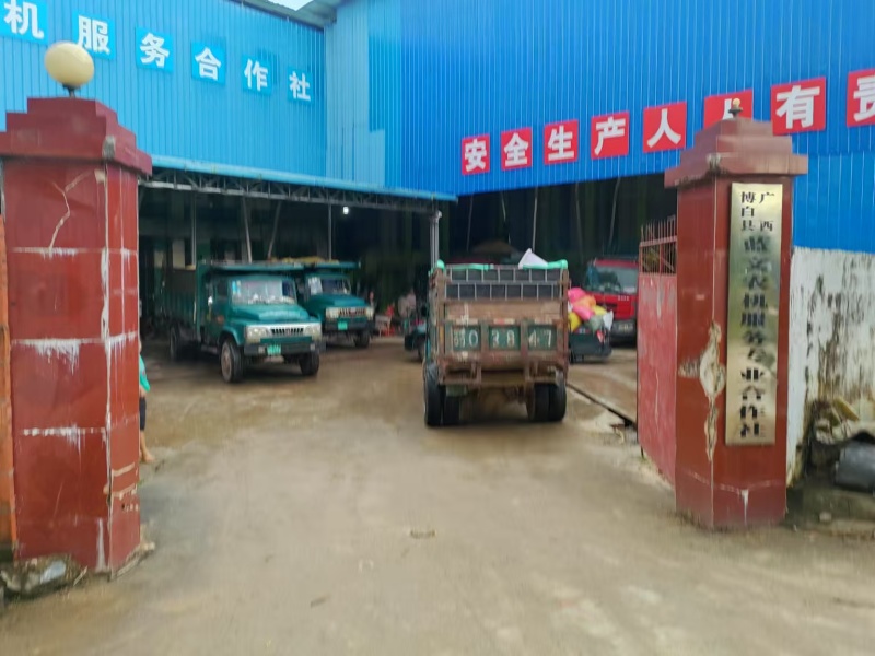水稻秧苗广西水稻苗成活率高根系发达欢迎来电