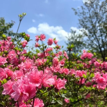 杜鹃花