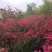杜鹃花