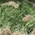 吉祥草观音草户内外观赏植物四季常青乔迁花卉