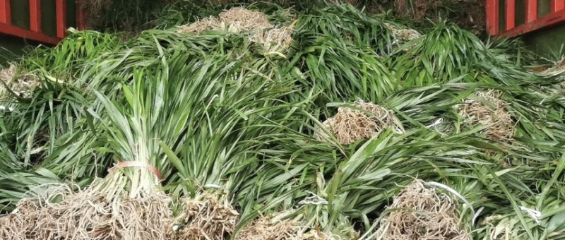 吉祥草观音草户内外观赏植物四季常青乔迁花卉