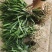 吉祥草观音草户内外观赏植物四季常青乔迁花卉