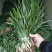 吉祥草观音草户内外观赏植物四季常青乔迁花卉