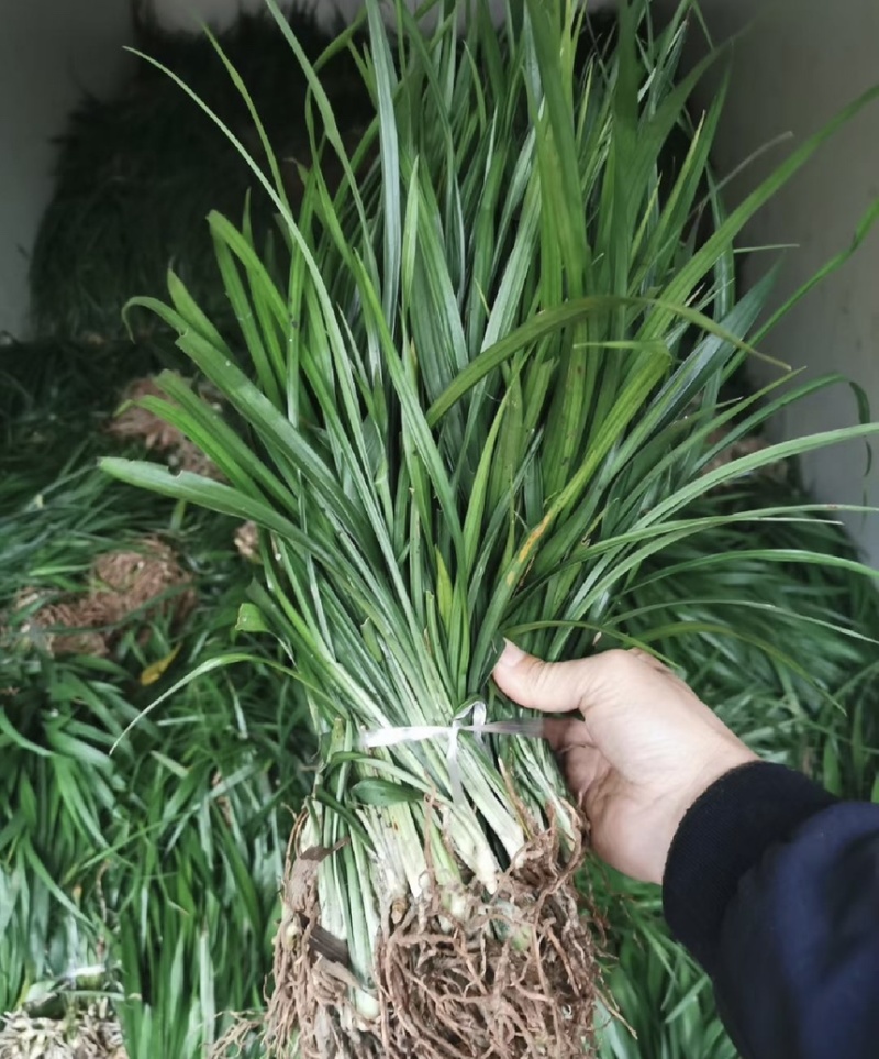 吉祥草观音草户内外观赏植物四季常青乔迁花卉