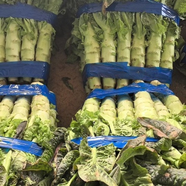 精品大棚莴苣，红叶青肉大量有货产地直销可视频看货