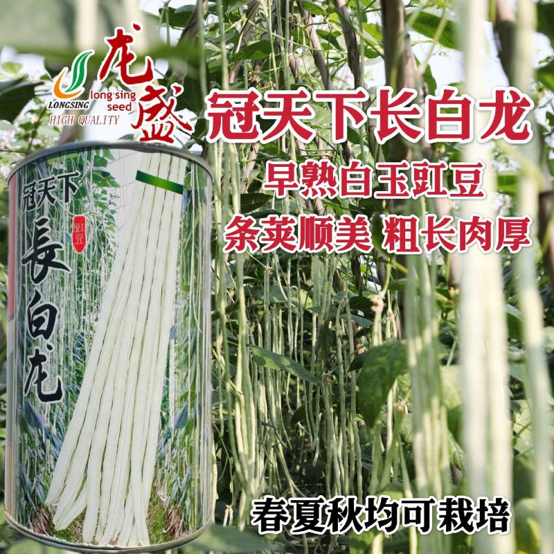 冠天下长白龙豇豆种子高产特长白条豆角种子早熟白玉豇豆种籽