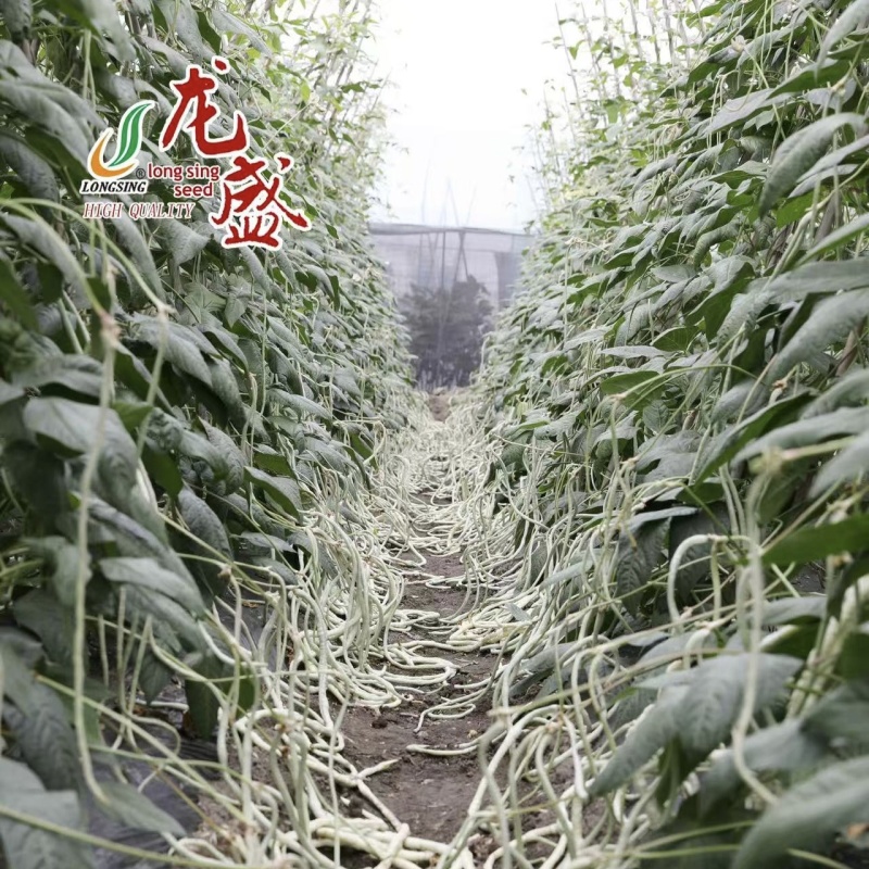 冠天下长白龙豇豆种子高产特长白条豆角种子早熟白玉豇豆种籽