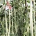 冠天下长白龙豇豆种子高产特长白条豆角种子早熟白玉豇豆种籽