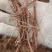 精品紫苑芽子一年生、好管理、高收益、种植技术免费指导