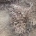 精品紫苑芽子一年生、好管理、高收益、种植技术免费指导
