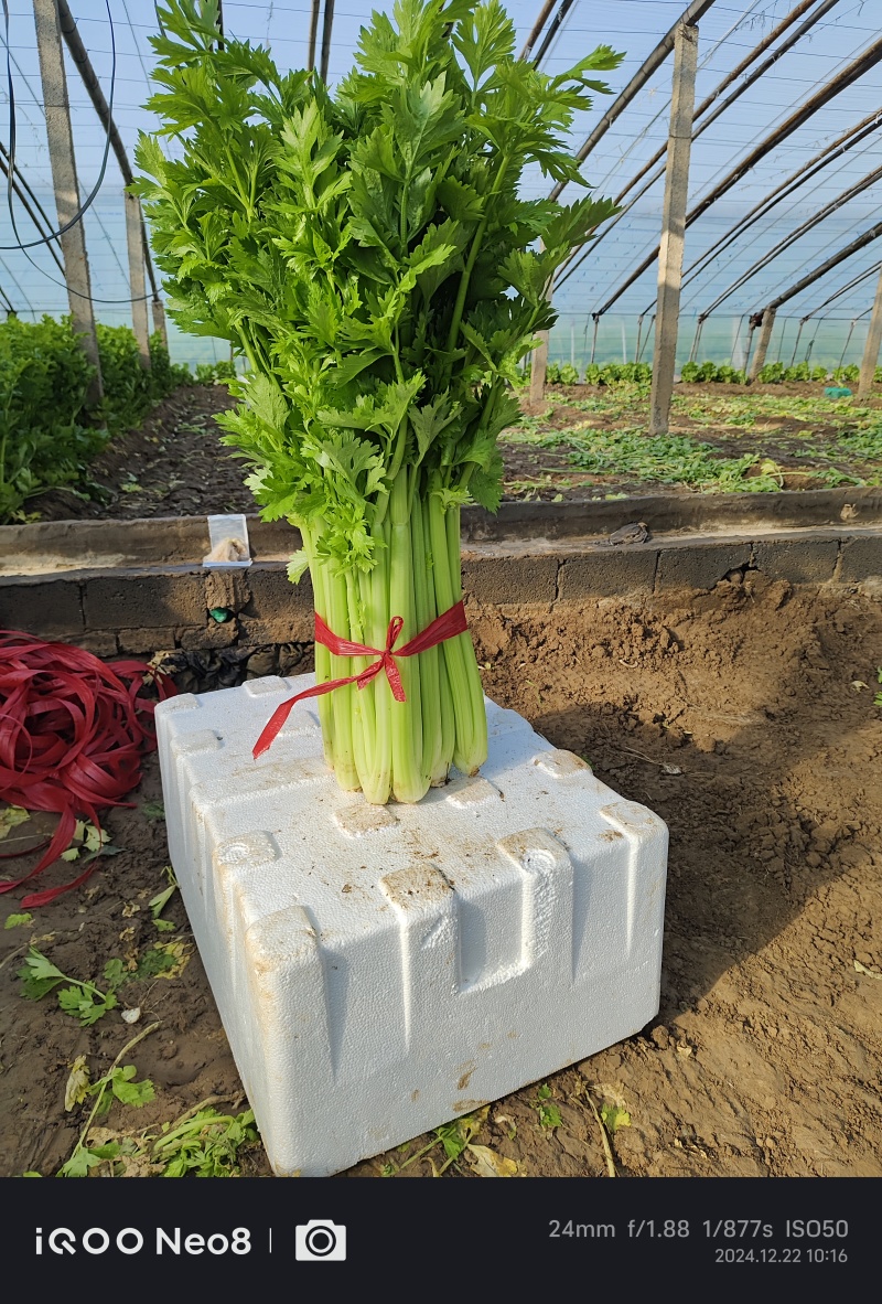 芹菜开始大卖，可打电话咨询，价格可聊，诚信经营