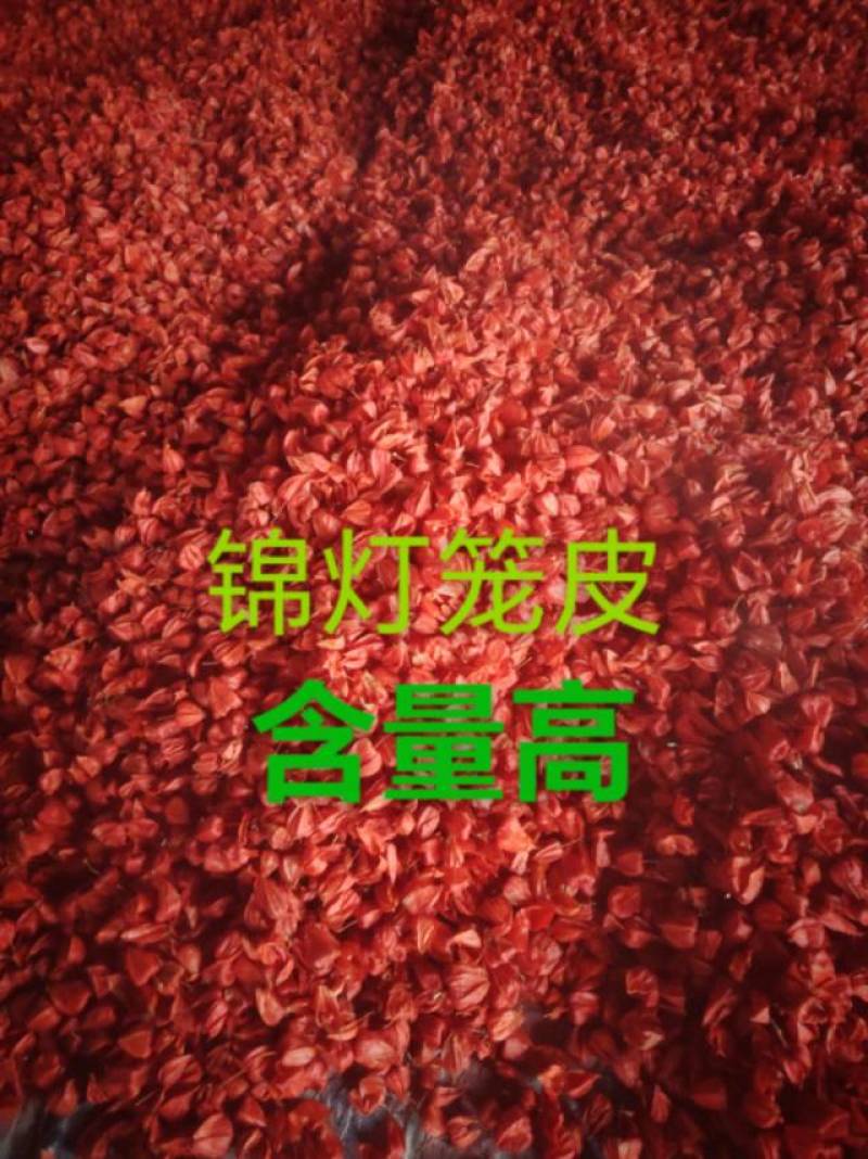 锦灯笼，各种规格锦灯笼，无杂无硫，含量高