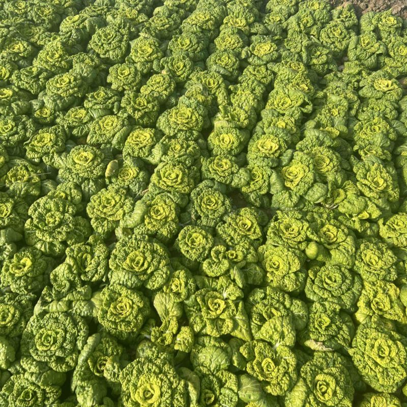 黄心菜，精品黄心大量上市欢迎咨询，购买量大从优