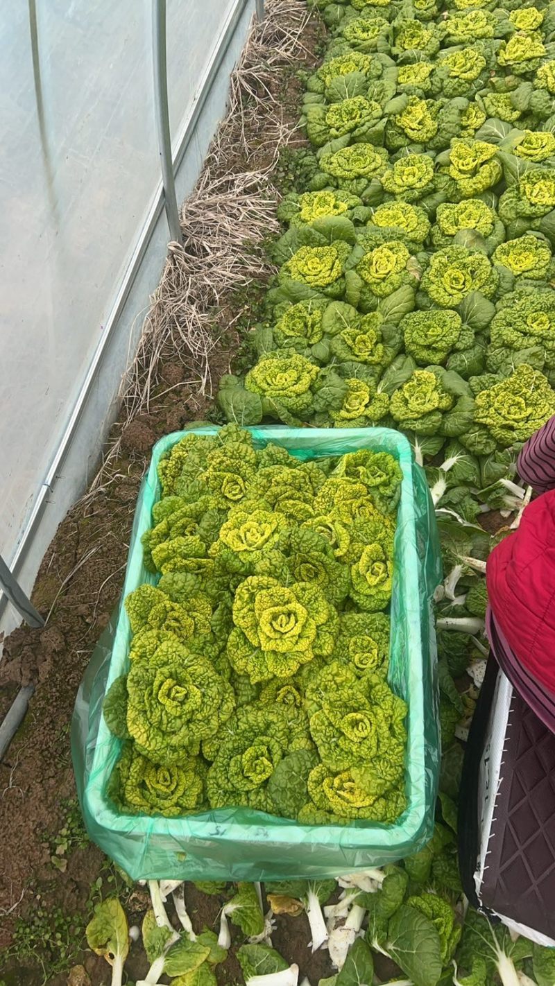 黄心菜，精品黄心大量上市欢迎咨询，购买量大从优