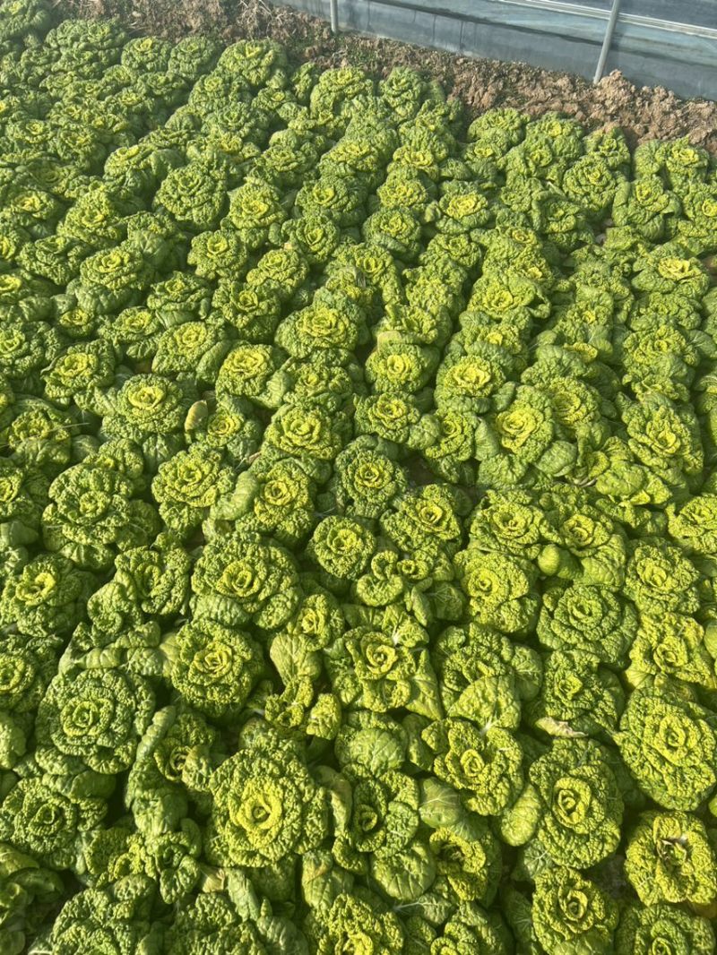 黄心菜，精品黄心大量上市欢迎咨询，购买量大从优